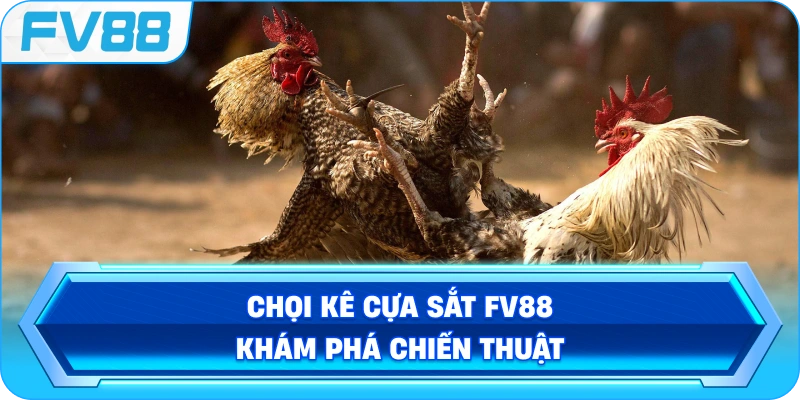 Chọi Kê Cựa Sắt FV88 khám phá chiến thuật