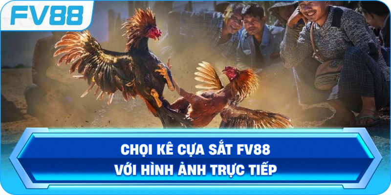 Chọi Kê Cựa Sắt FV88 với hình ảnh trực tiếp