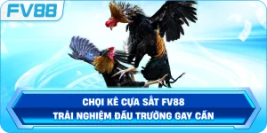 Chọi Kê Cựa Sắt FV88 – Trải nghiệm đấu trường gay cấn