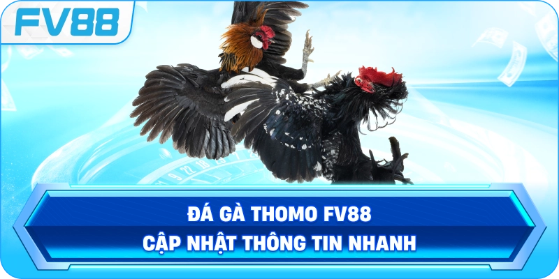 Đá Gà Thomo FV88 cập nhật thông tin nhanh
