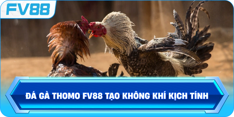 Đá Gà Thomo FV88 tạo không khí kịch tính