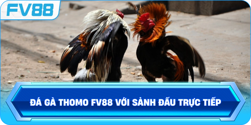 Đá Gà Thomo FV88 với sảnh đấu trực tiếp
