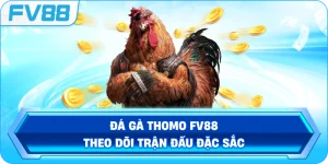 Đá Gà Thomo FV88 – Theo dõi trận đấu đặc sắc