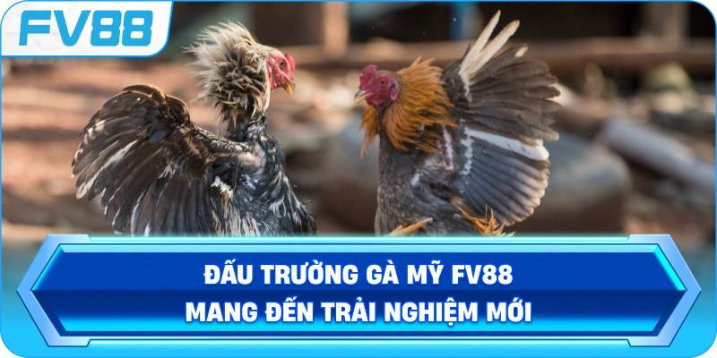 Đấu Trường Gà Mỹ FV88 mang đến trải nghiệm mới