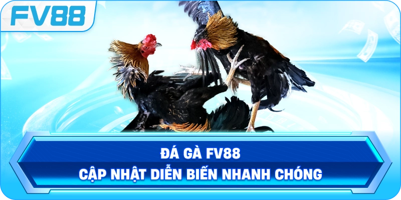 Đá Gà FV88 cập nhật diễn biến nhanh chóng