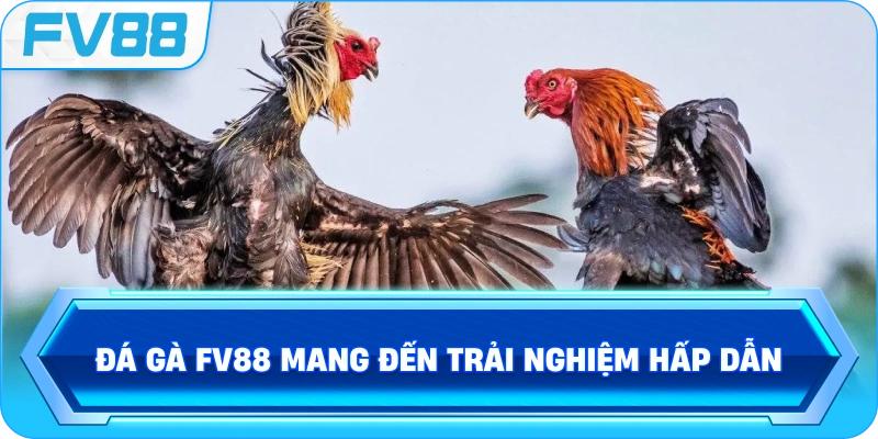 Đá Gà FV88 mang đến trải nghiệm hấp dẫn