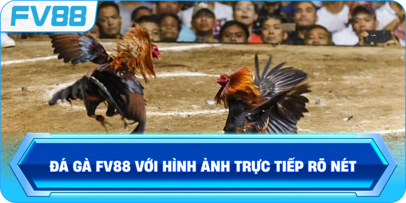 Đá Gà FV88 với hình ảnh trực tiếp rõ nét